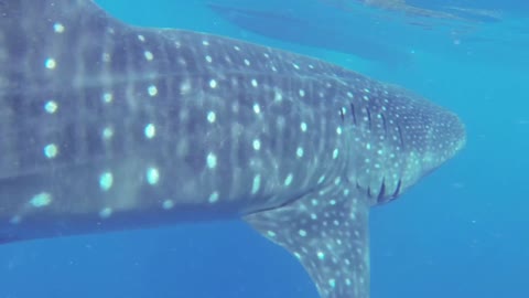 King of the Sea Massive Whale Shark looking for whom to devour