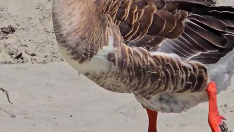 Geese by the river / beautiful animals by the water.