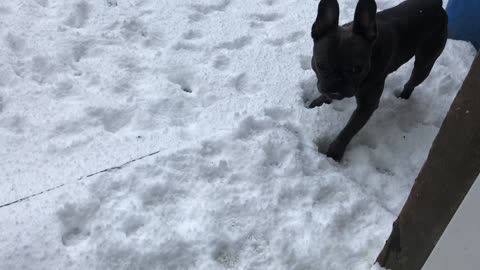 Dogs refuse to pee in garden