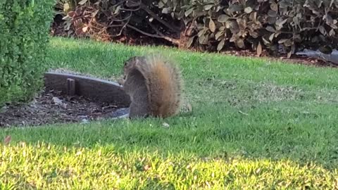 Squirrel in the Wild 02