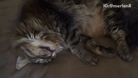 Sleeping cat snoring loudly