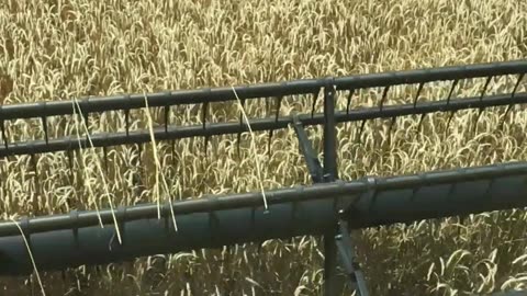 The combine goes through a field of winter wheat