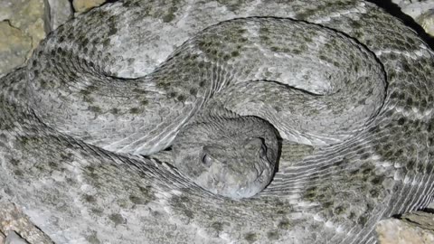 Western Diamondback Rattlesnake (Crotalus atrox) Grey scale variation (1)