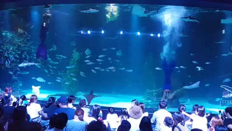 Aquarium show