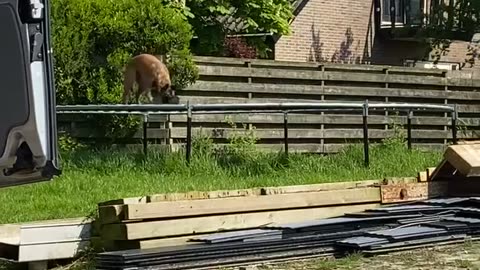 Dog Jumps On Trampoline