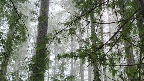 Montage of one of my favourite things to photograph - TREES