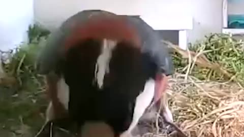 Intelligent Birds