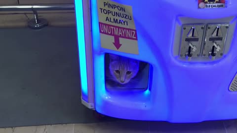 Claw machine is my place hooman