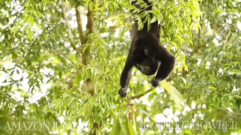 👉 Majestic Mantled Howler Monkey