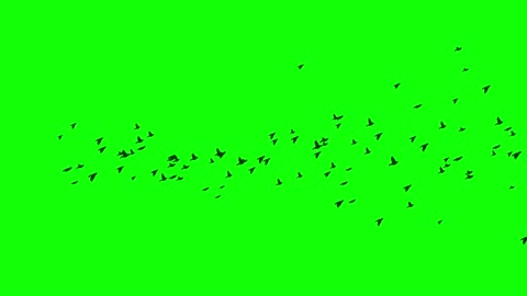 flock of birds flying over the green screen keying video