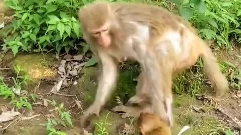 Angry Mother Monkey And Her baby