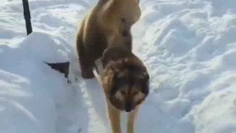 Playing bear follows dog in the snow