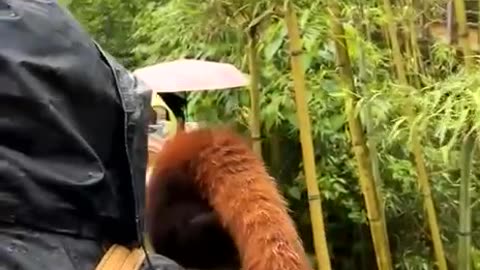 Red Panda has personal bodyguard