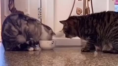 These adorable kittens take turns eating like real gentlemen and ladies