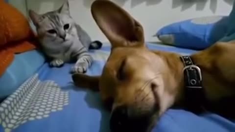 Dog farts and cat is annoyed