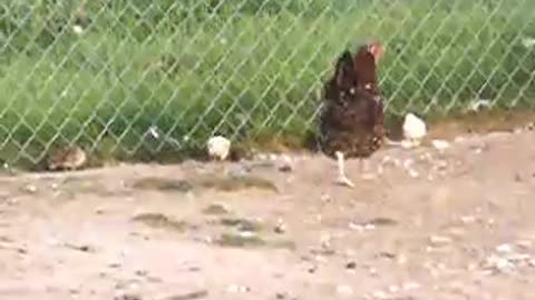 Mother hen with chicks