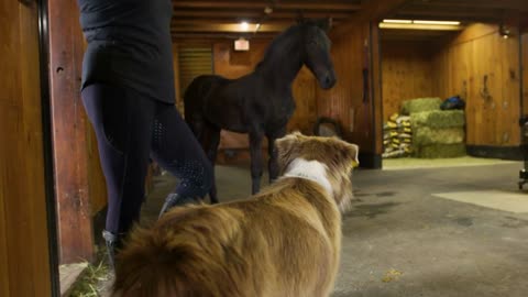 Farm dog and young horse have a cautious stare down with one another in barn