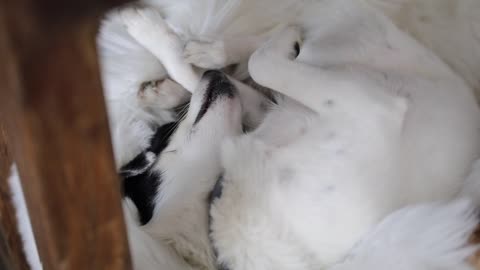 Pet Dogs Sleeping In A Funny Position