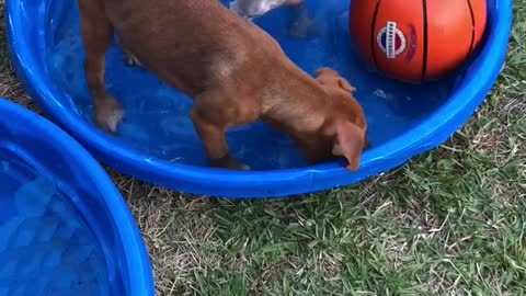 Little dog trying new tricks for his circus tryouts