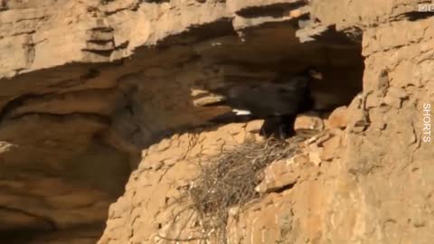 WATCH : Amazing Facts About the Eagle || Amazing Fun Facts About Eagles || The Best Of Eagle Attacks