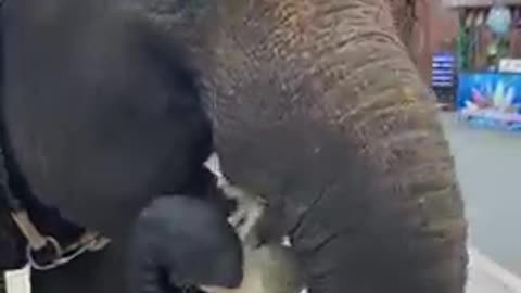 Funny moments with elephant