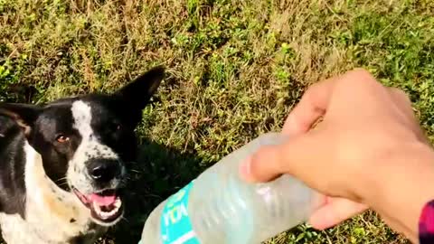 Street dog training 🐕