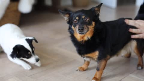 cute puppy playing with him.