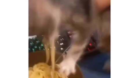 Spaghetti Cat