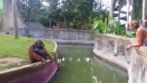 Man Tosses Treat At An Orangutan. What Happens Next Has Everyone In Disbelief!