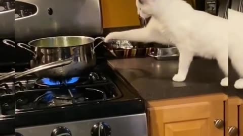 Cat is cooking at the kitchen 😞