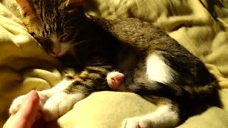 Kitten ASMR, Whispered ASMR, Purring