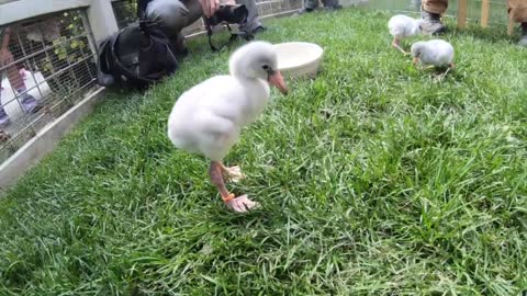 Fluffy baby flamingo chicks on the move