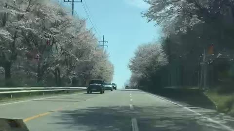 Beautiful cherry blossom