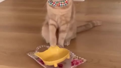 OMG SO CUTE FUNNY CAT AND DOG VIDEO😃😃😃😃😃😃😃