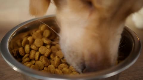 golden retriever eating dog food from metal bowl, concept of online shop delivery for pets