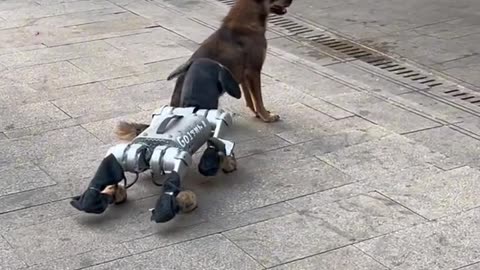 AI ROBO dog vs Real dog 🐶