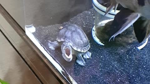 a yawning turtle