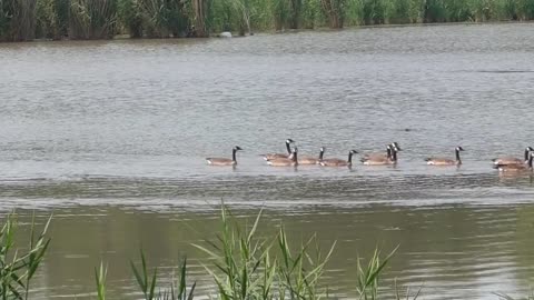 93 Toussaint Wildlife - Oak Harbor Ohio - Geese Drop By