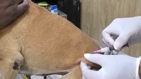 Dog's Eye Injury treatment #doglover #rescuestraydogs #cat #animals #instastrays