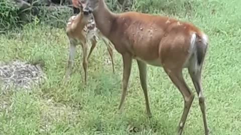 Cute, Rambunctious Fawn