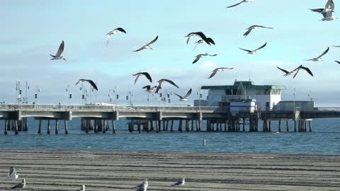 beautiful seagulls