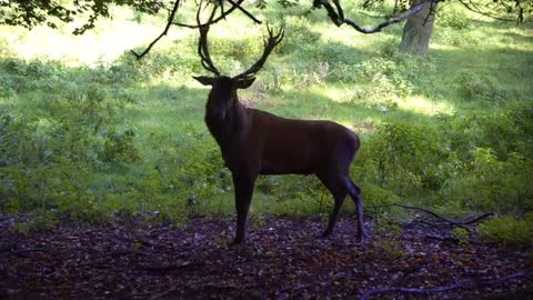 Wild Deer is badly waitting for her lover