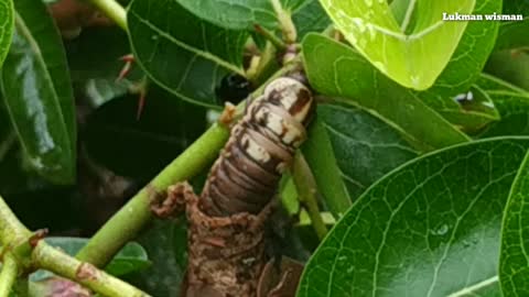 This is how this elephant butterfly cocoon eats and moves places 3