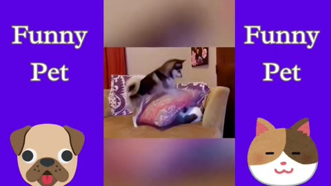 Funny Video | Adorable Animals | Hilarious Pet Clips | Funny Animal Moments