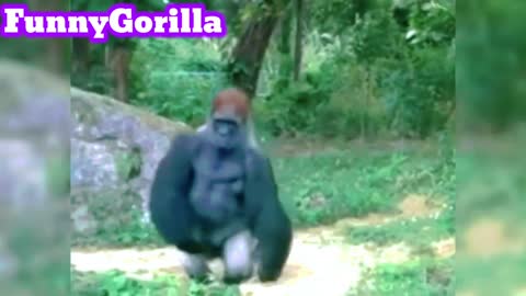 Funny Gorilla is not scary Part 2