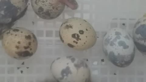 Quail Hatching