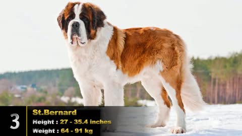 Top 10 World's Largest Dogs