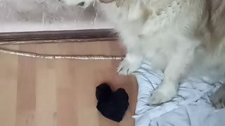 Dog with a sock in the mouth