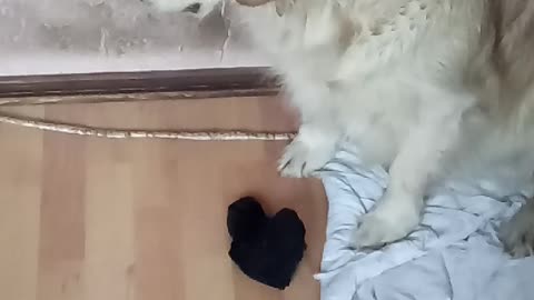 Dog with a sock in the mouth