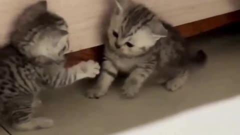 Kitten Brawl: Sibling Rivalry at Its Cutest! 🐱🥊😹👶💕🎥